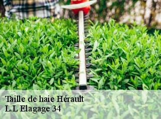 Taille de haie 34 Hérault  Beaumann