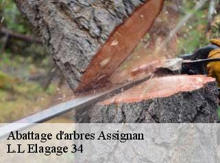 Abattage d'arbres  assignan-34360 L.L Elagage 34 