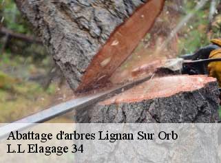 Abattage d'arbres  lignan-sur-orb-34490 Beaumann