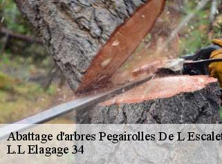 Abattage d'arbres  pegairolles-de-l-escalett-34700 Beaumann