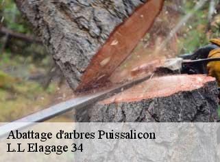 Abattage d'arbres  puissalicon-34480 L.L Elagage 34 