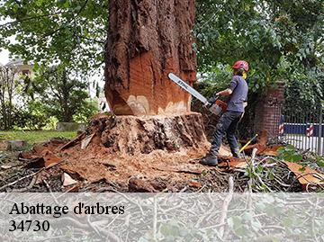 Abattage d'arbres 34730