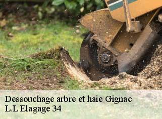 Dessouchage arbre et haie  gignac-34150 L.L Elagage 34 