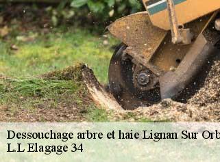 Dessouchage arbre et haie  lignan-sur-orb-34490 L.L Elagage 34 