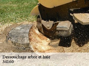 Dessouchage arbre et haie 34160