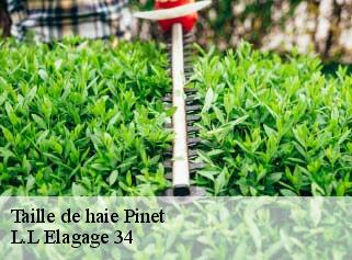 Taille de haie  pinet-34850 L.L Elagage 34 