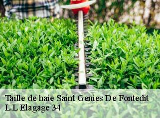 Taille de haie  saint-genies-de-fontedit-34480 L.L Elagage 34 