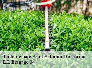 Taille de haie  saint-saturnin-de-lucian-34725 L.L Elagage 34 