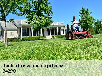 Tonte et refection de pelouse 34290