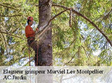 Elagueur grimpeur  murviel-les-montpellier-34570 AC Jardin