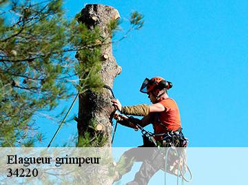 Elagueur grimpeur 34220