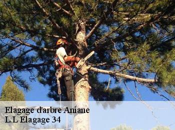 Elagage d'arbre  aniane-34150 L.L Elagage 34 