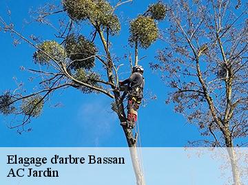 Elagage d'arbre bassan-34290 AC Jardin