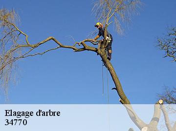 Elagage d'arbre 34770