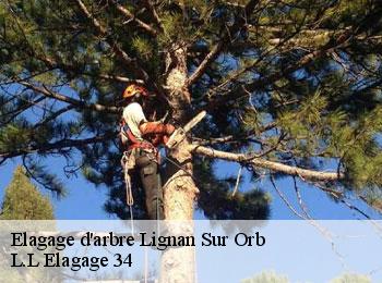 Elagage d'arbre  lignan-sur-orb-34490 L.L Elagage 34 