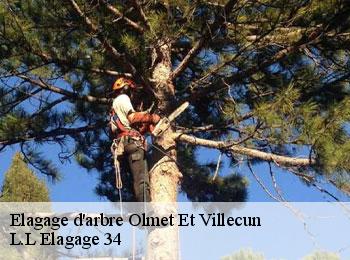 Elagage d'arbre  olmet-et-villecun-34700 L.L Elagage 34 