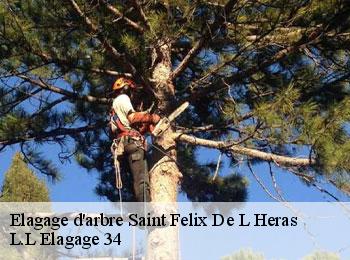 Elagage d'arbre  saint-felix-de-l-heras-34520 L.L Elagage 34 