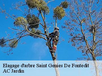 Elagage d'arbre saint-genies-de-fontedit-34480 AC Jardin
