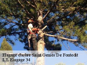 Elagage d'arbre  saint-genies-de-fontedit-34480 L.L Elagage 34 