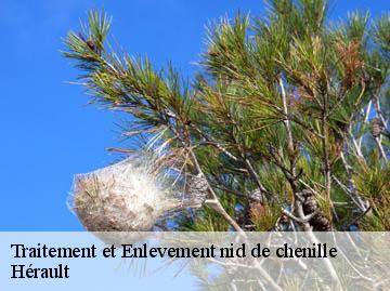Traitement et Enlevement nid de chenille Hérault
