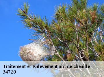 Traitement et Enlevement nid de chenille 34720