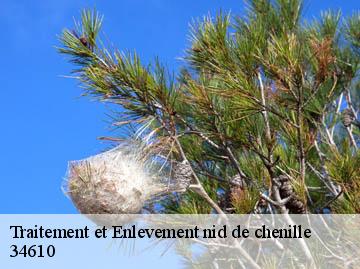 Traitement et Enlevement nid de chenille 34610