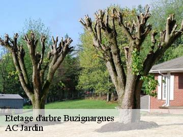 Etetage d'arbre buzignargues-34160 AC Jardin