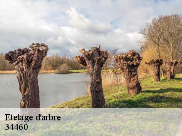 Etetage d'arbre 34460