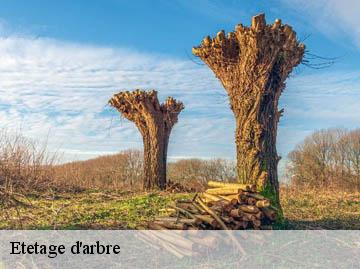 Etetage d'arbre