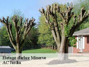 Etetage d'arbre minerve-34210 AC Jardin