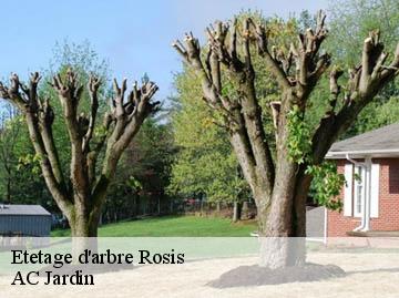 Etetage d'arbre rosis-34610 AC Jardin