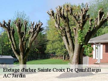 Etetage d'arbre  sainte-croix-de-quintillargu-34270 AC Jardin