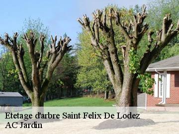 Etetage d'arbre saint-felix-de-lodez-34725 AC Jardin