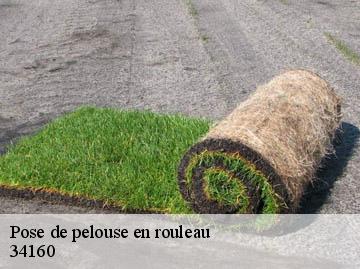 Pose de pelouse en rouleau 34160