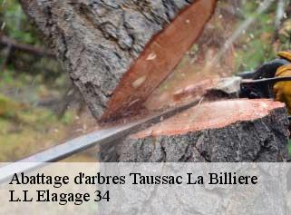Abattage d'arbres  taussac-la-billiere-34600 L.L Elagage 34 