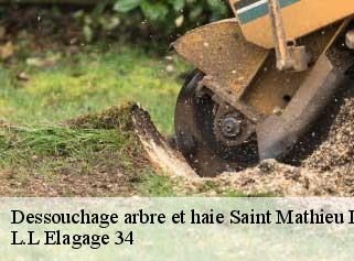Dessouchage arbre et haie  saint-mathieu-de-treviers-34270 L.L Elagage 34 