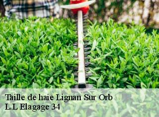 Taille de haie  lignan-sur-orb-34490 L.L Elagage 34 