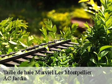 Taille de haie murviel-les-montpellier-34570 Beaumann