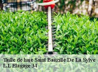 Taille de haie  saint-bauzille-de-la-sylve-34230 L.L Elagage 34 