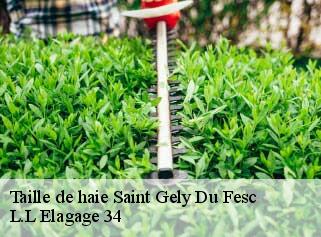Taille de haie  saint-gely-du-fesc-34980 L.L Elagage 34 