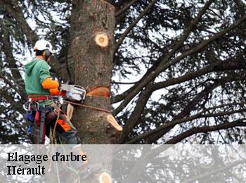 Elagage d'arbre Hérault 