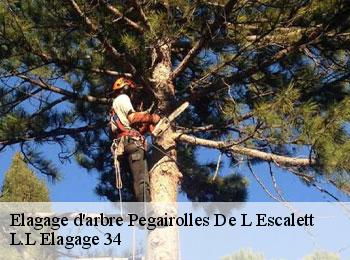 Elagage d'arbre  pegairolles-de-l-escalett-34700 L.L Elagage 34 