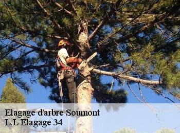 Elagage d'arbre  soumont-34700 L.L Elagage 34 